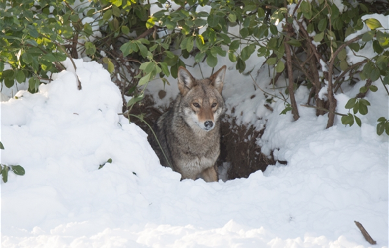 Julie Larsen Maher_9127_Coyotes in Snow_QZ_01 28 15.JPG